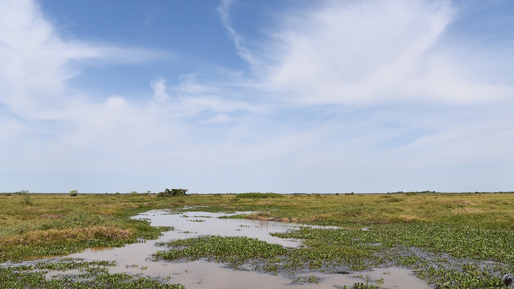 Mit Wasserhyazinthen bedeckter Fluss im sumpfigen Pantanal