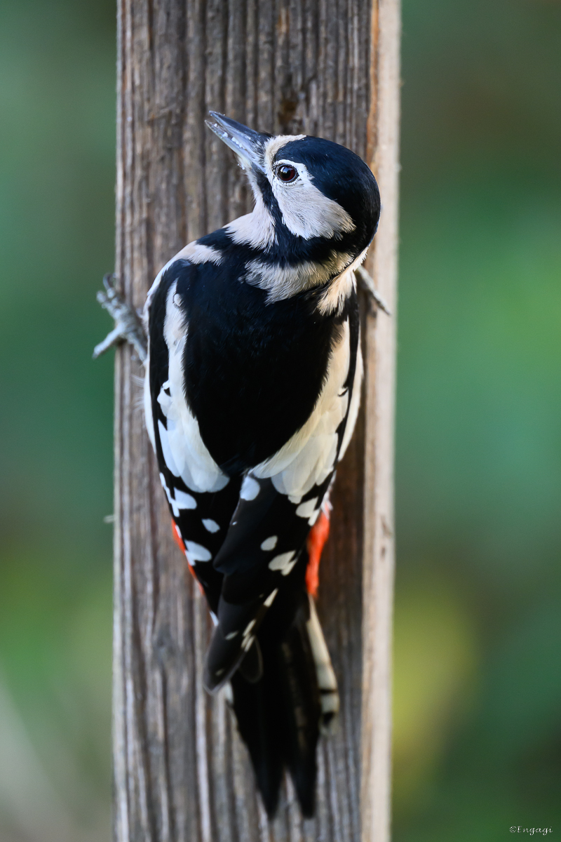 DSC_6199.jpg