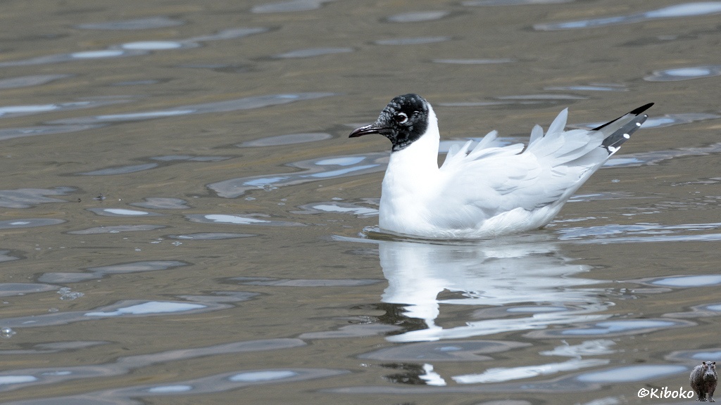 Das Bild zeigt einen weißen Vogel mit schwarzem Kopf auf dem Wasser schwimmen.