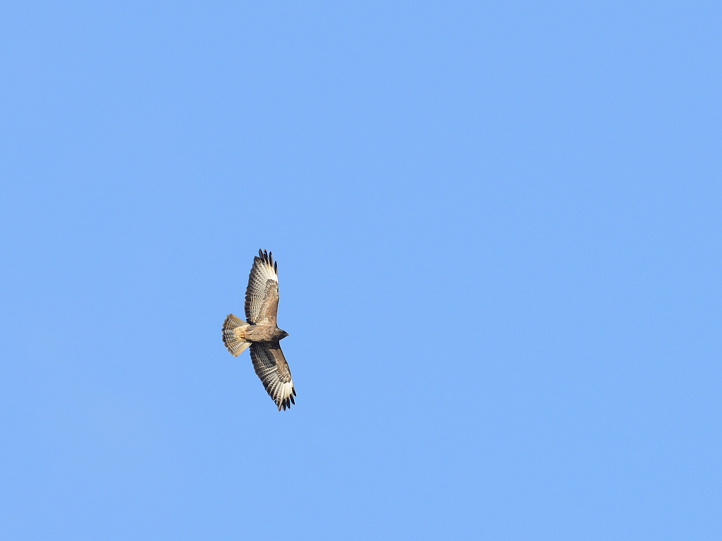 maeusebussard20.jpg