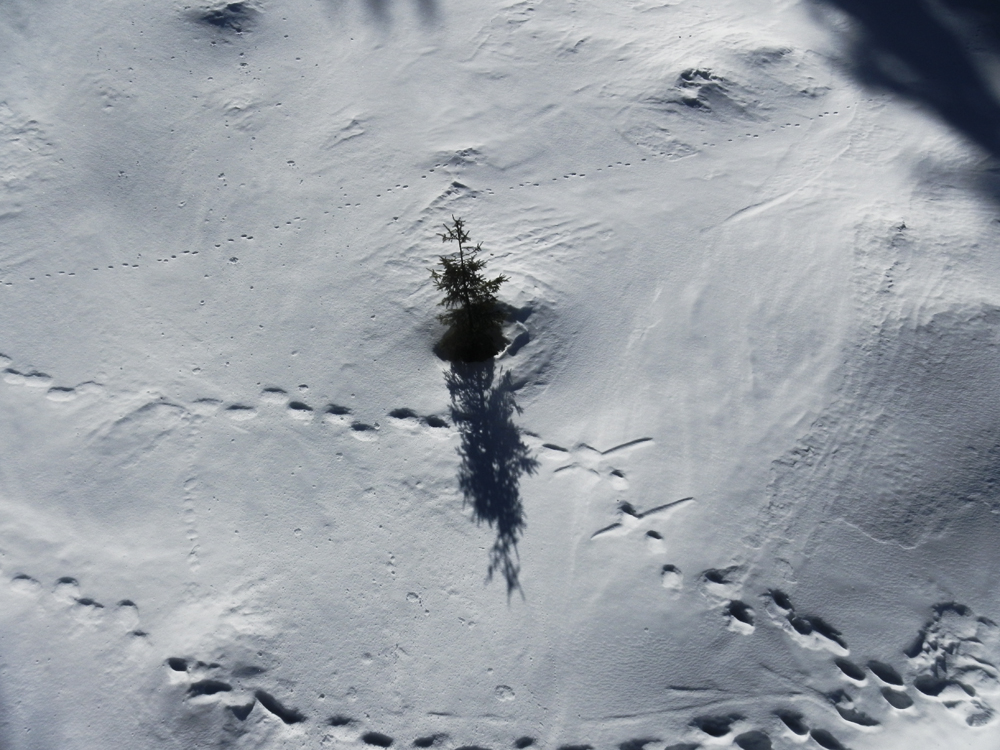 reiteralm-coolpix-131.jpg