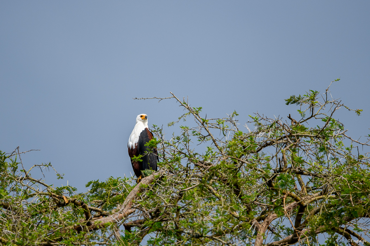 Uganda%201066.jpg