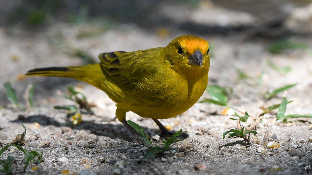 Kleiner gelber Vogel mit orangener Stirn