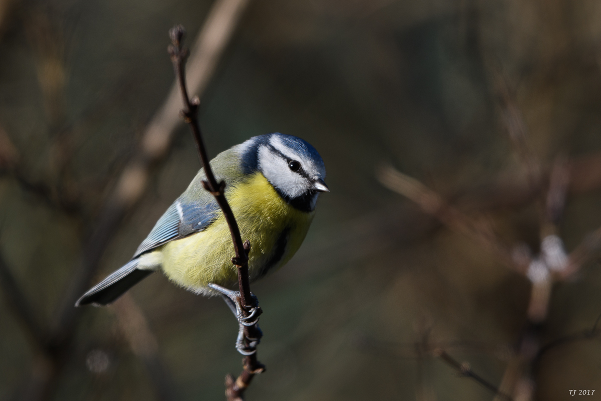 DSC_0727.jpg