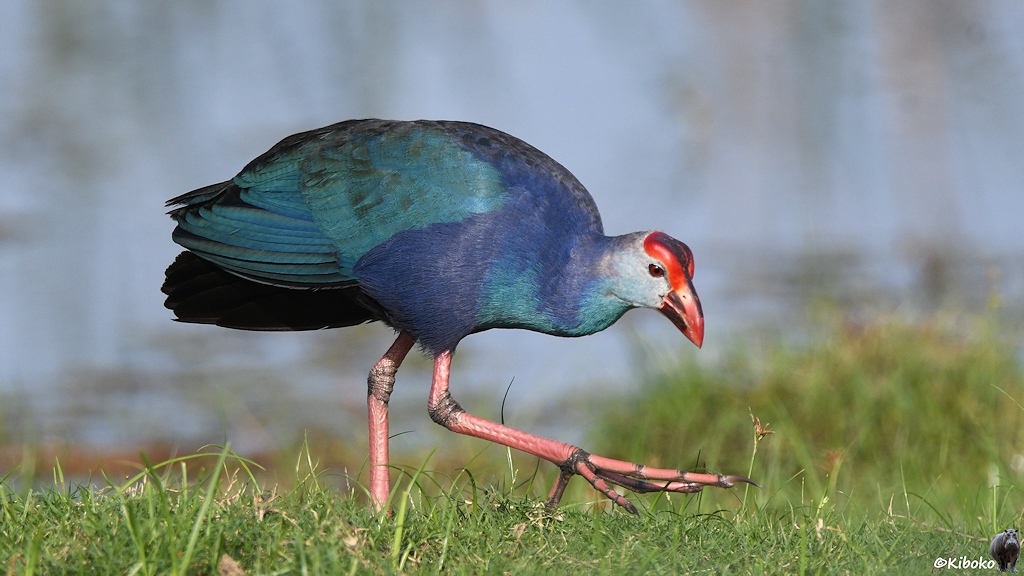 Das Bild zeigt einen blauen Hühnervogel mit rosanen Beinen und roter Stirn.