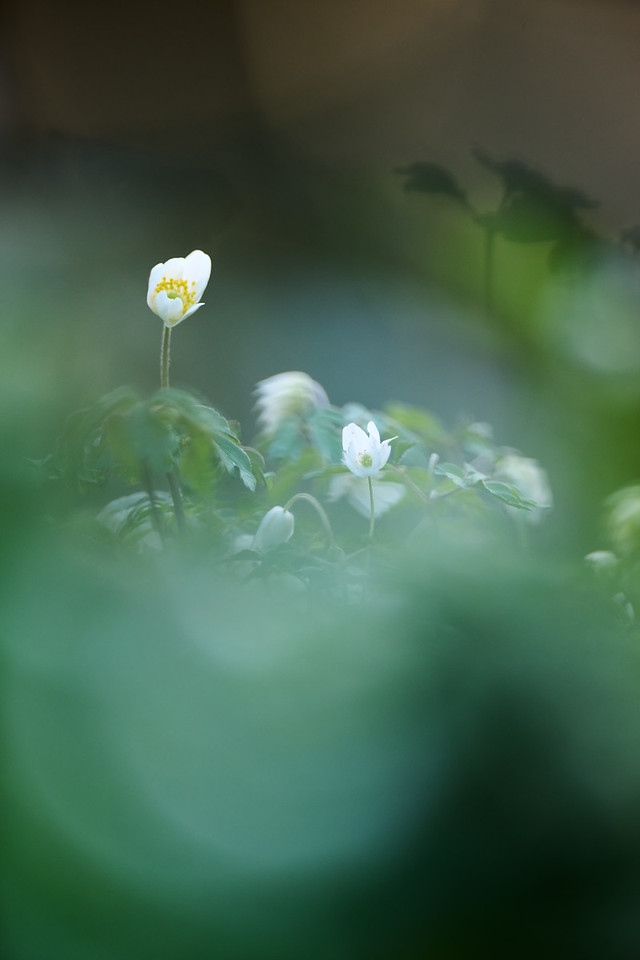DSC_5001-X2.jpg