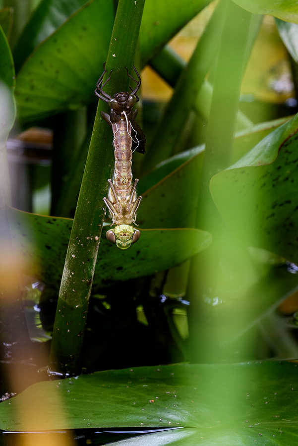 20170813_D810_1262hNF.jpg