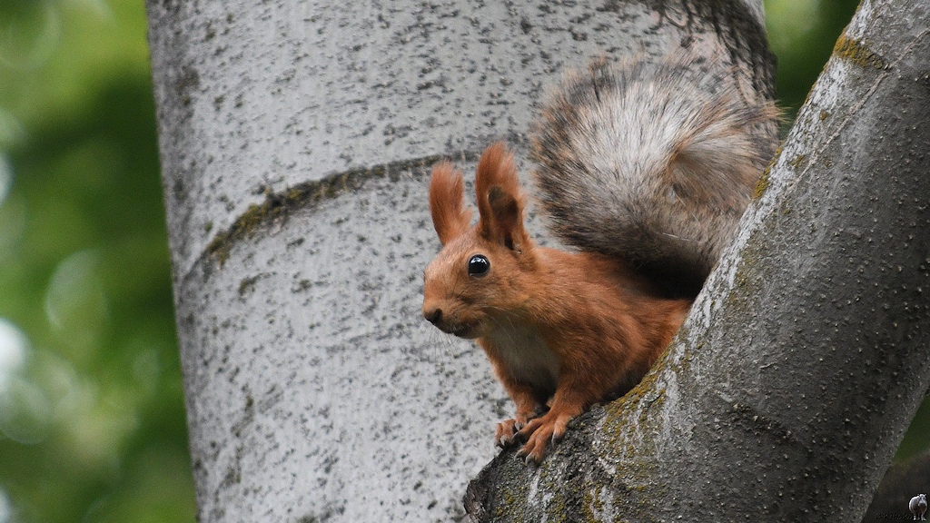 s261_Bishkek_Squirrel_5994.jpg
