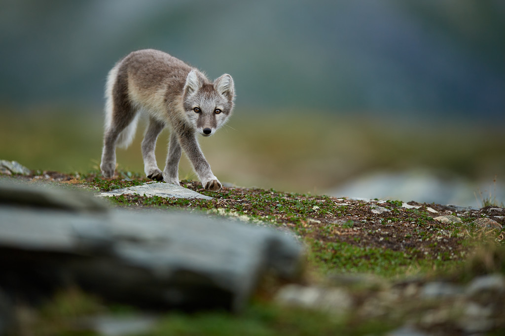 DSC_8280-XL.jpg