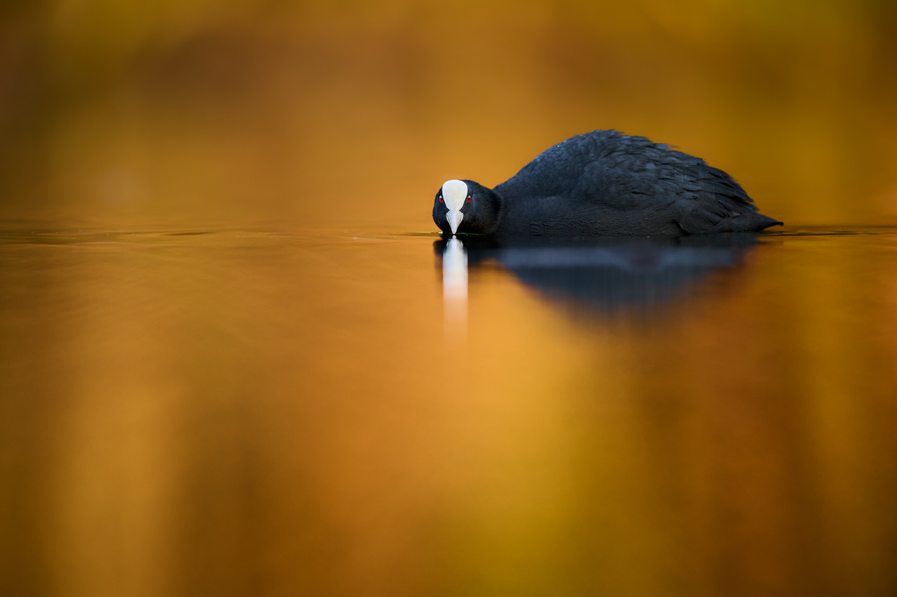 DSC_8504-X2.jpg