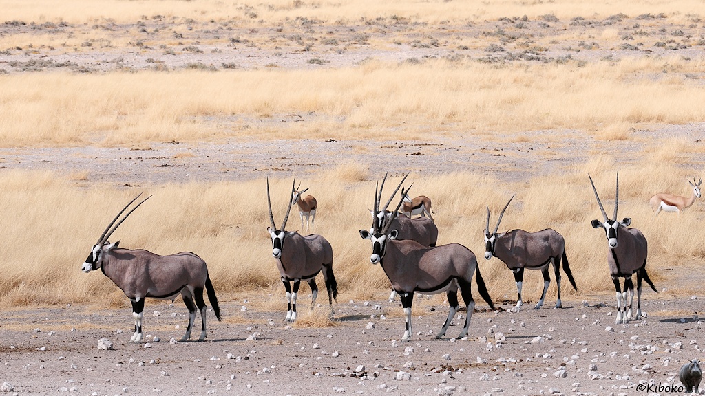 Sechs grau-braune Oryx mit langen, geraden Geweihen haben Durst und warten am Wasserloch.