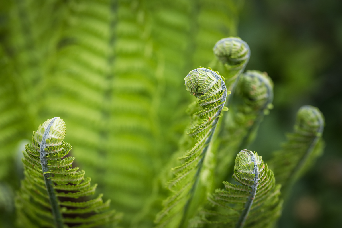 20250425_NZ8_2661NF.jpg