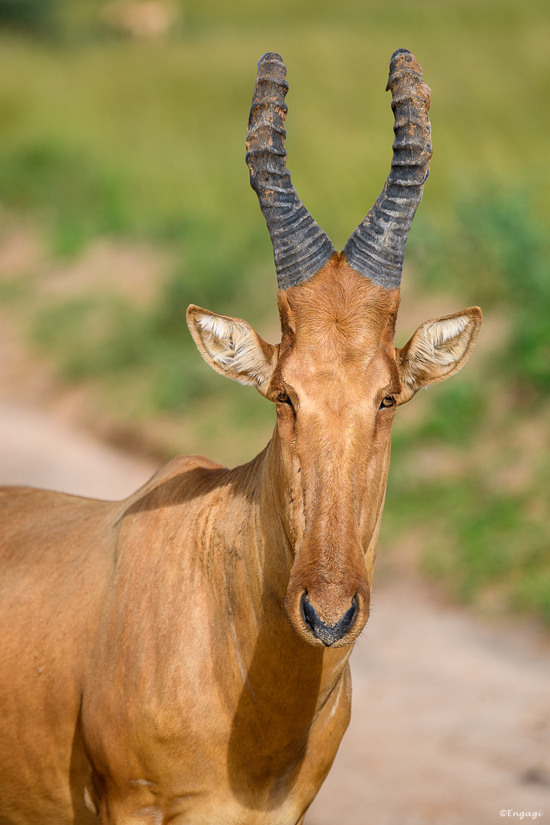 Uganda%200208.jpg