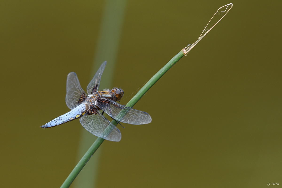 DSC_1335.jpg