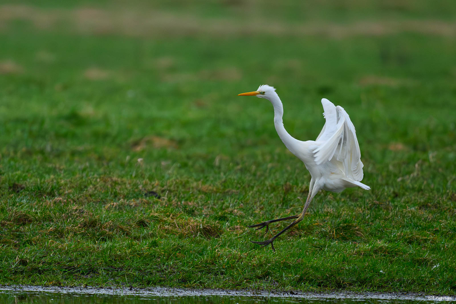 DSC_6087.jpg
