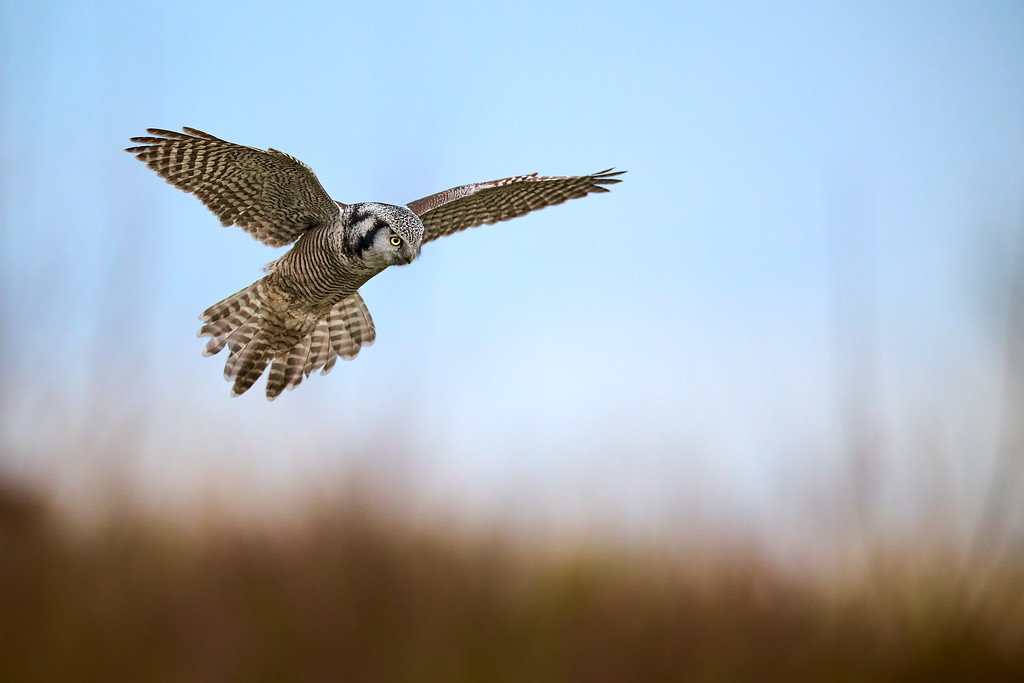 DSC_3235-XL.jpg