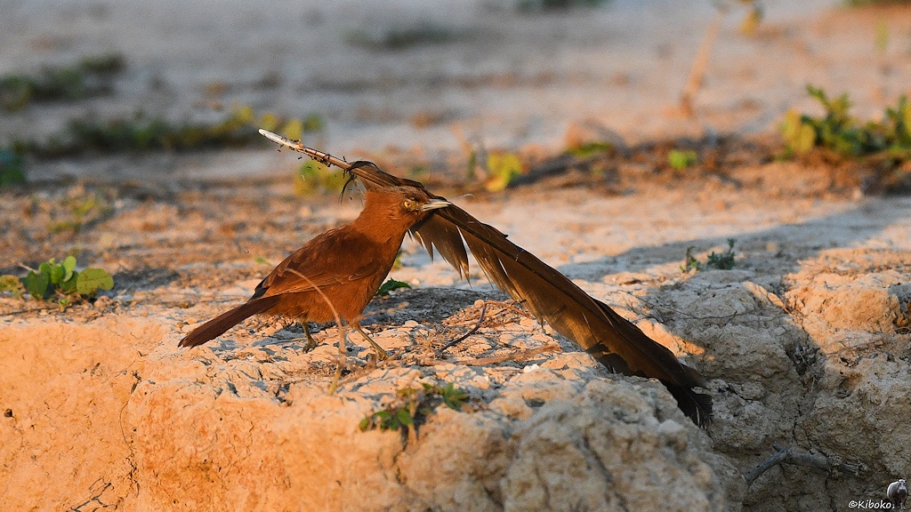 Ein kleiner Brauner Vogel hält eine doppelt so lange schwarze Feder im Schnabel