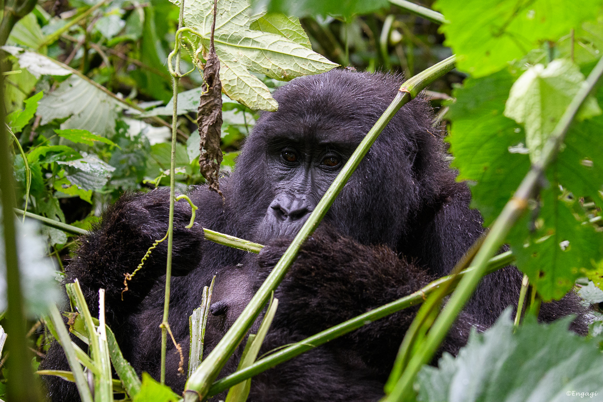 Uganda%201847.jpg