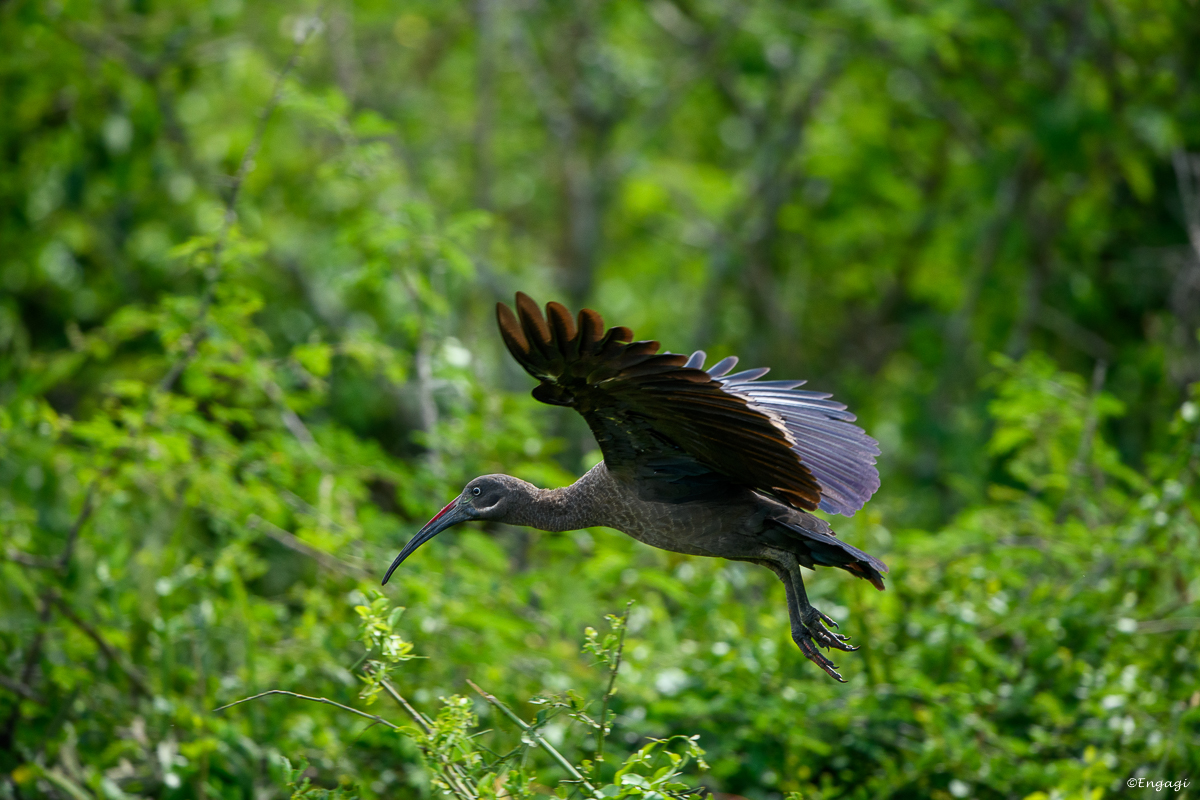 Uganda%201002.jpg