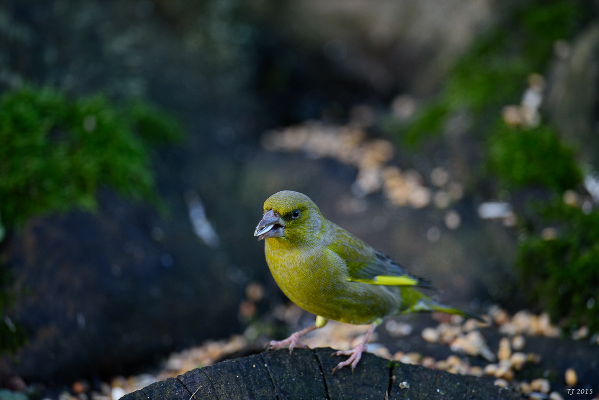DSC_1299.jpg