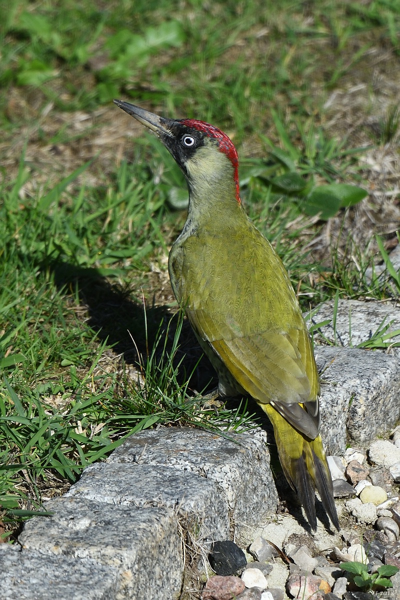 TJ_comp_DSC_0782.jpg