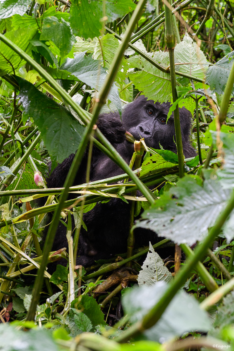 Uganda%201845.jpg