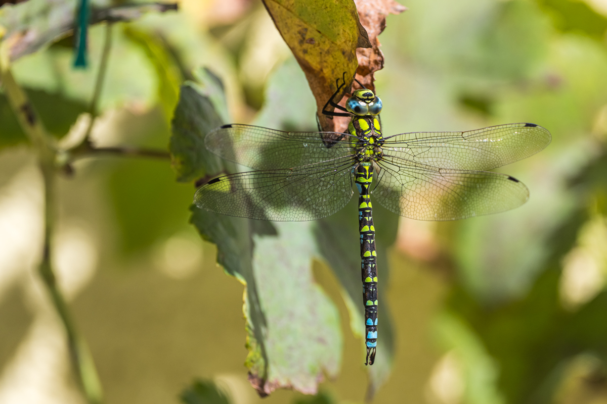 20260917_NZ9_2541NF.jpg