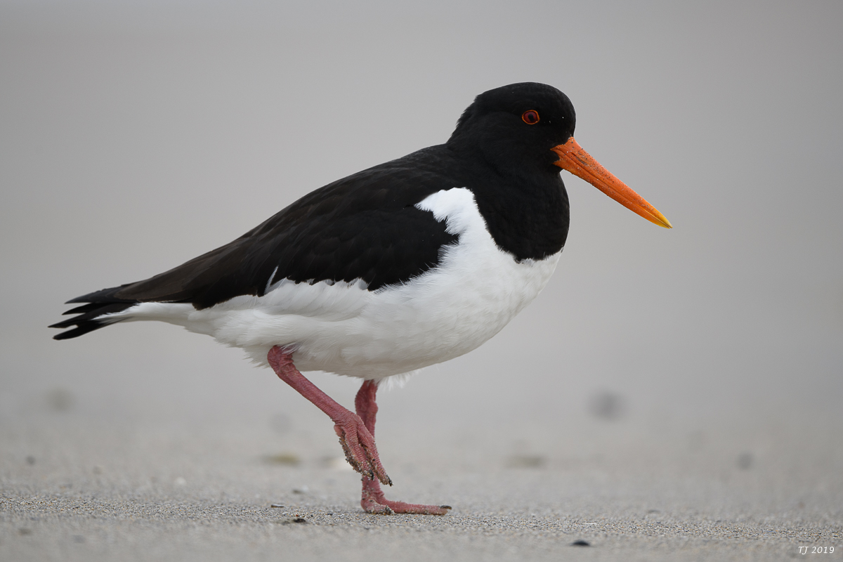 Helgoland%20132.jpg