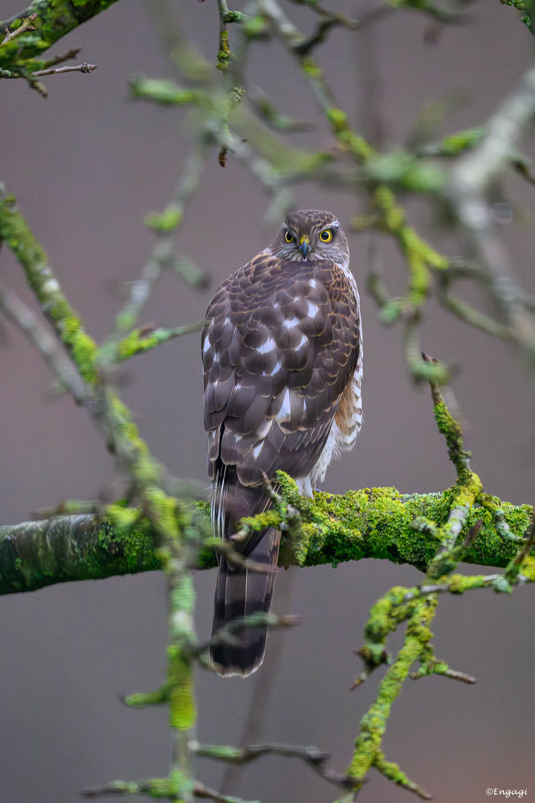 DSC_3386.jpg