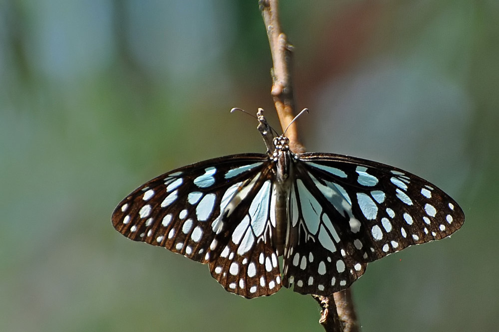 tf-mm-tirumala_limniace.jpg