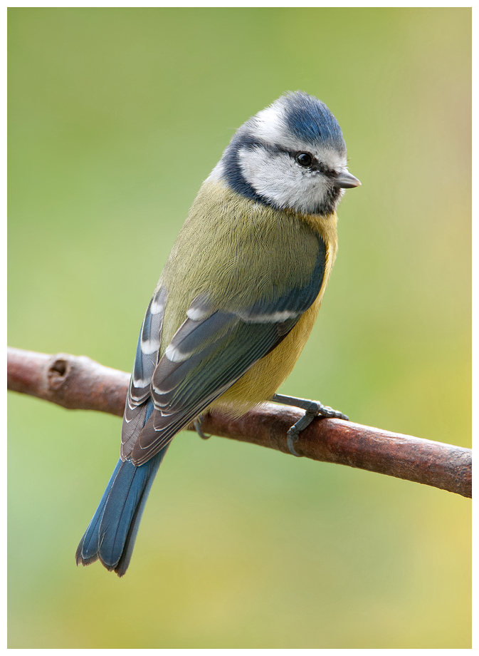 Blaumeise051.jpg