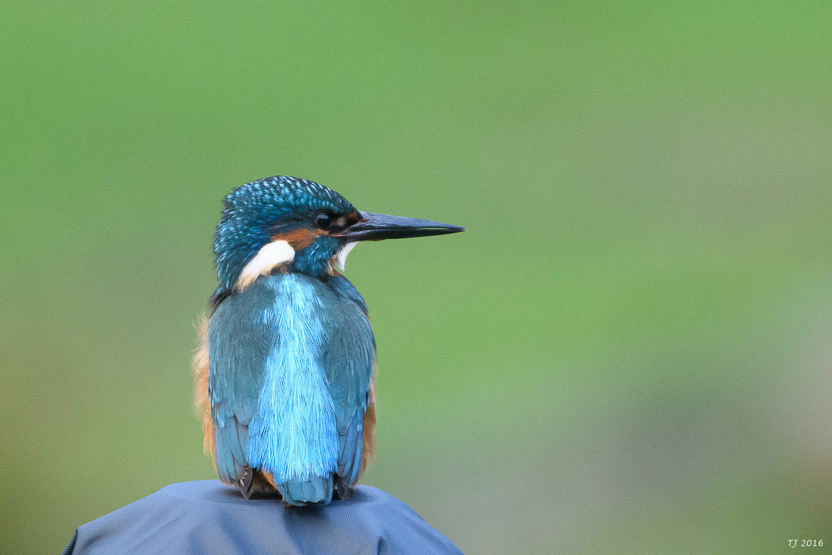 Eisvogel-58.jpg