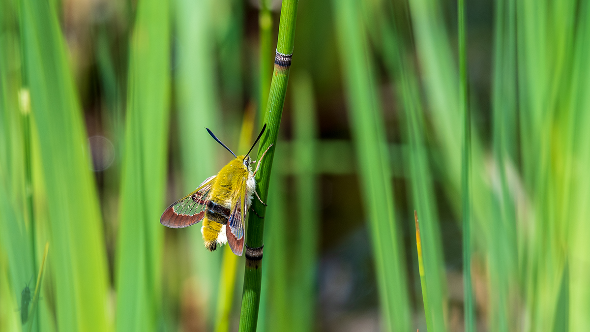 20190504_ND5_0143wNF.jpg