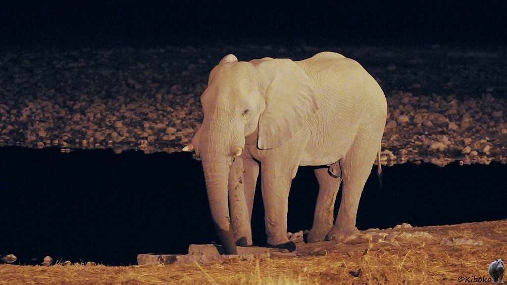 Elefant am nächtlich beleuchteten Wasserloch.