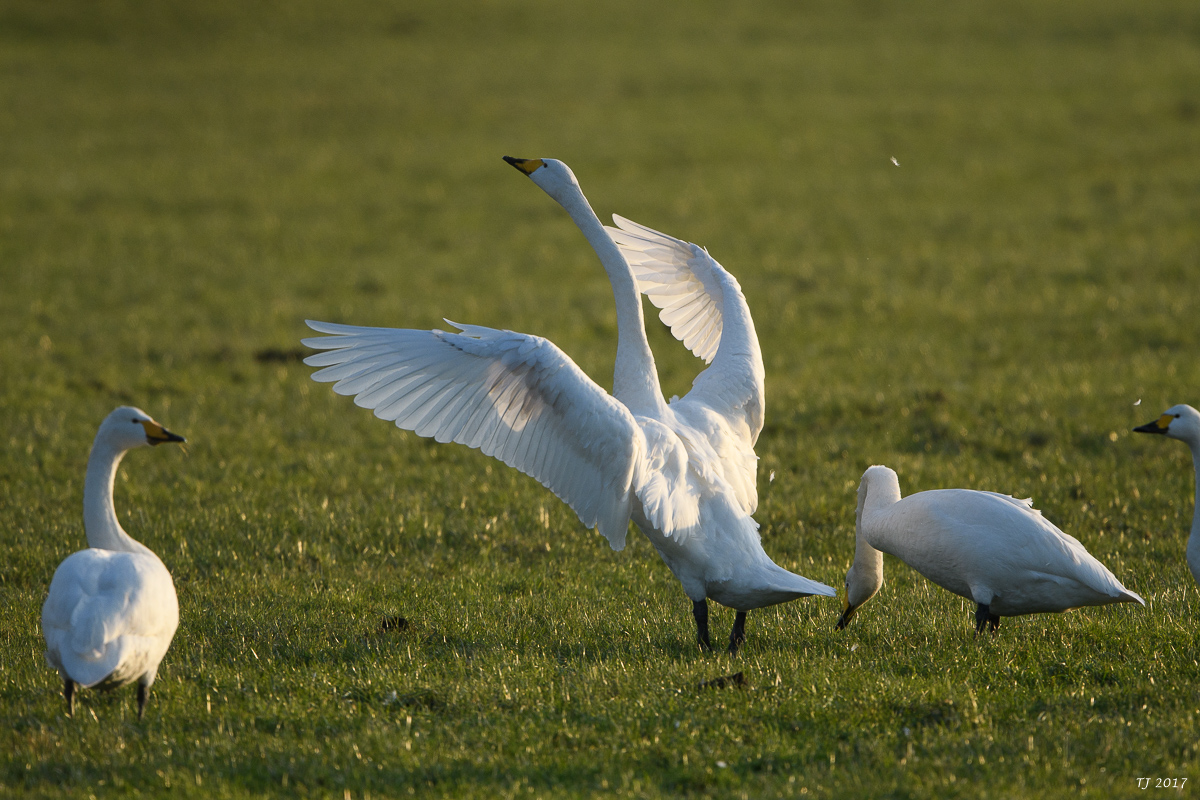 DSC_0533.jpg