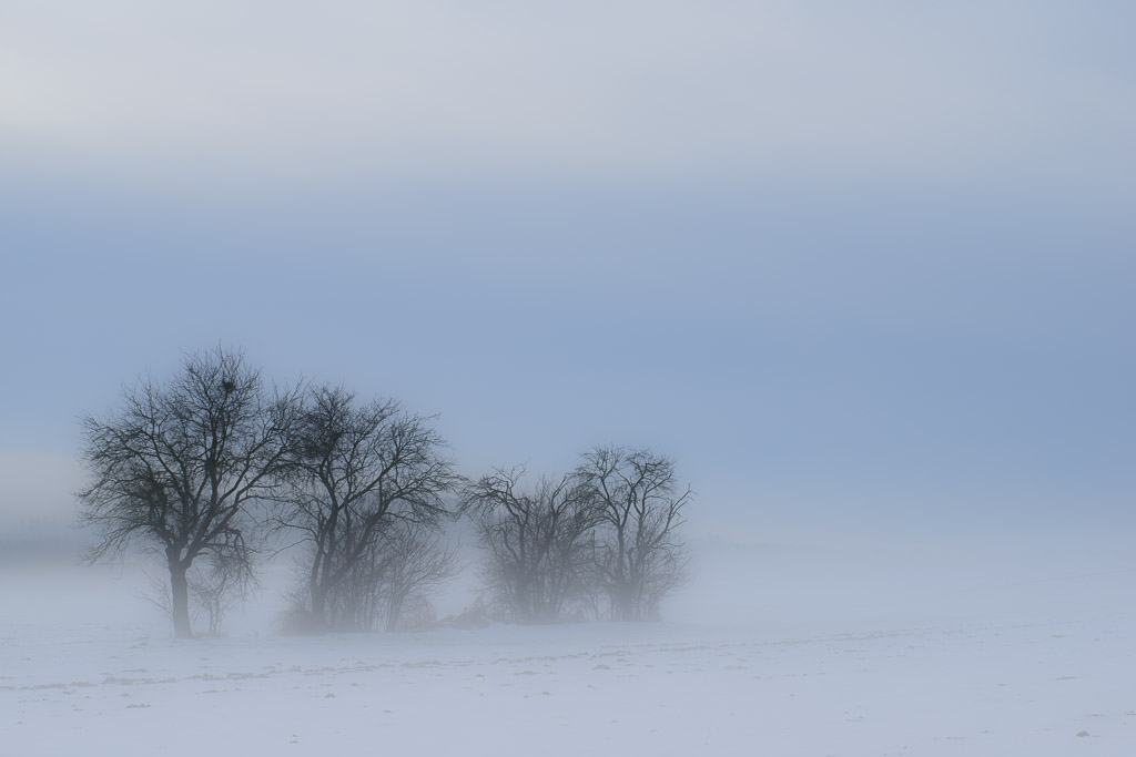MorningFog_3865.jpg