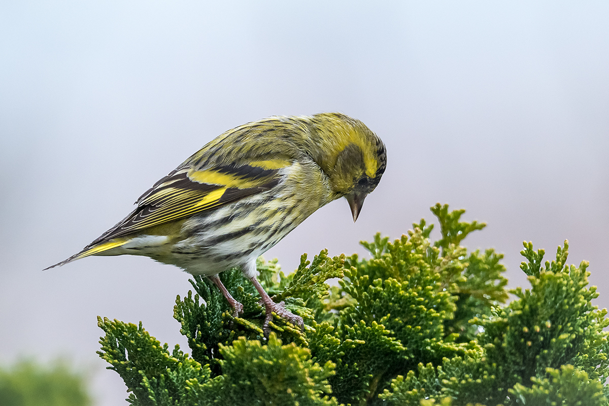 20201207_D500_0502NF.jpg