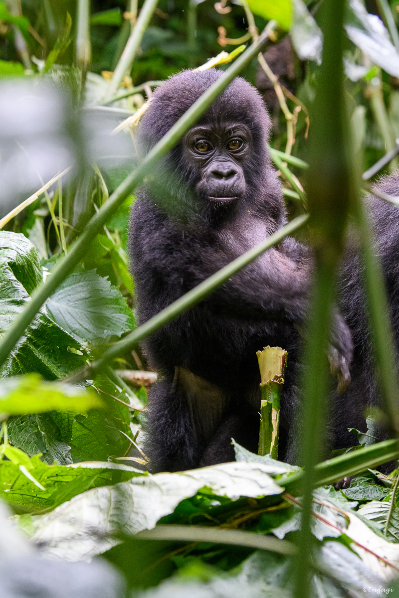 Uganda%201969.jpg