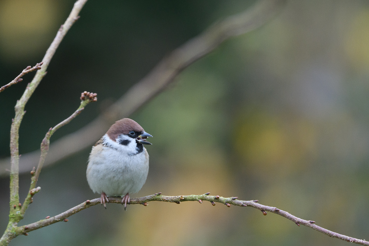 DSC_3038.jpg