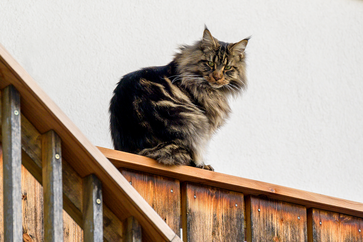 20201126_NZ6_3009NF.jpg