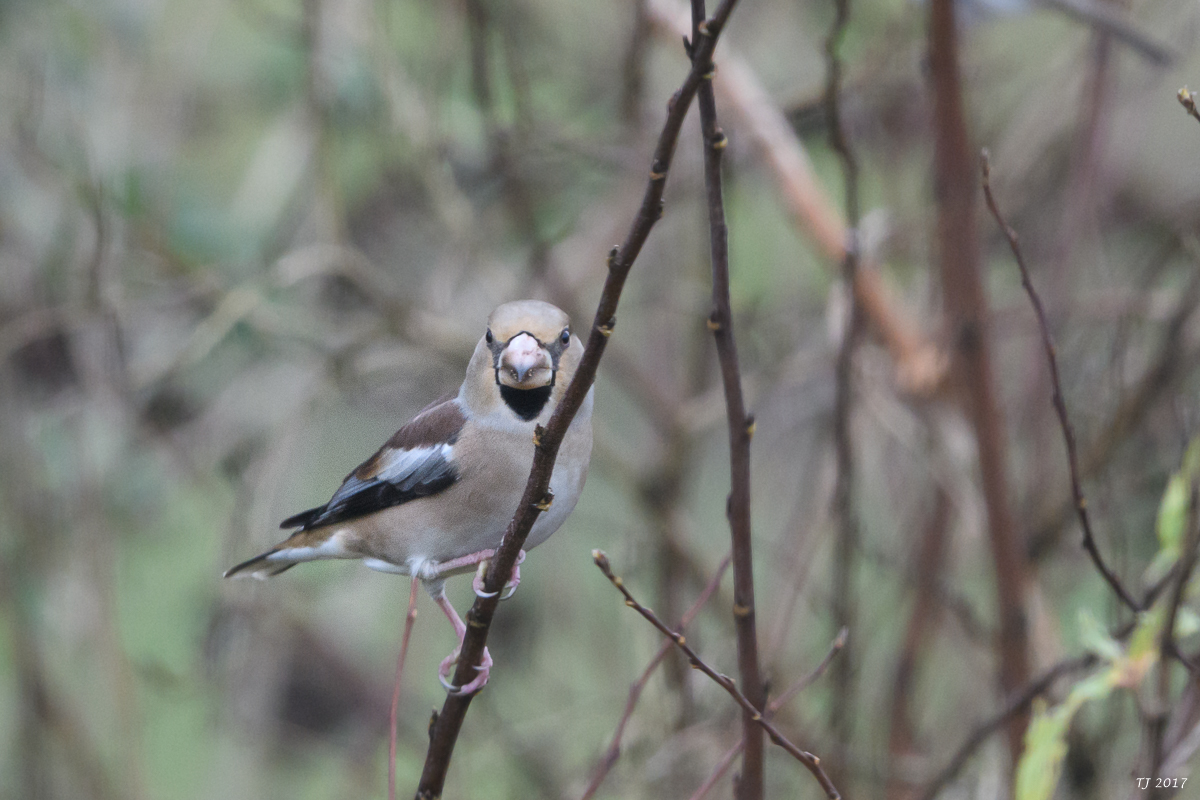 DSC_2995.jpg