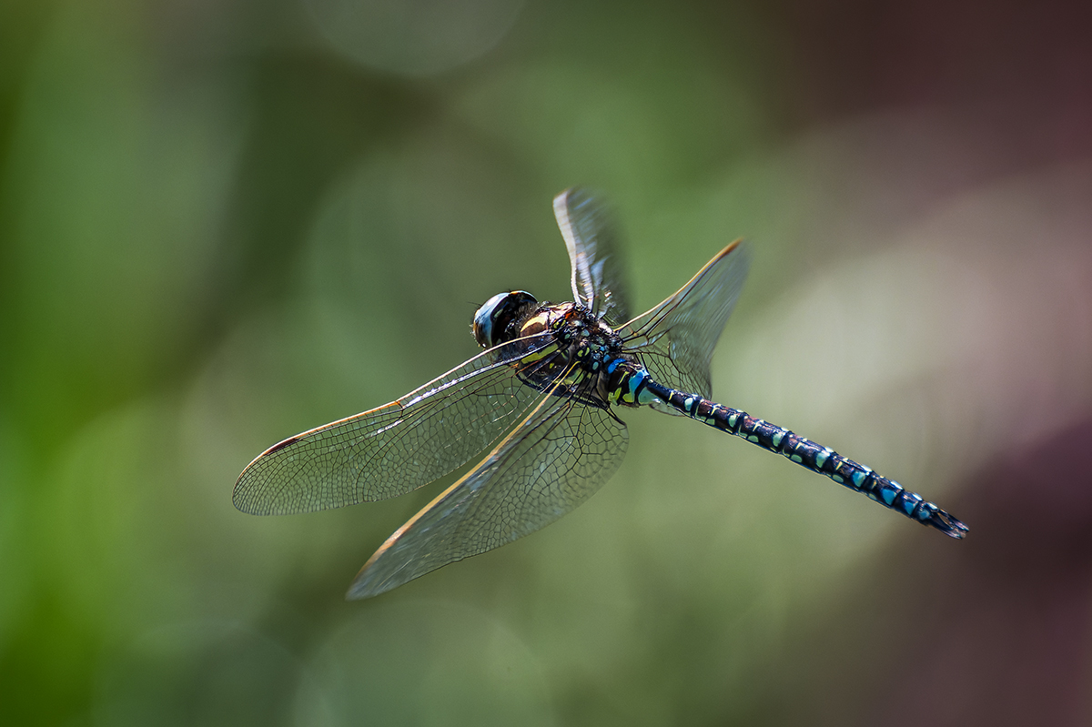 20230814_NZ9_1089_DPNF.jpg