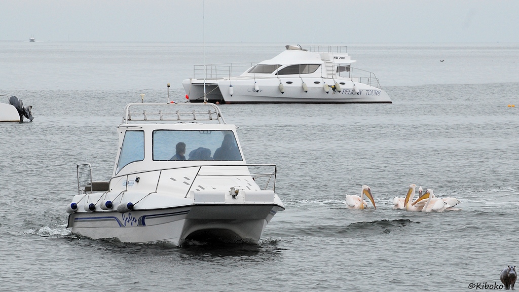 Ein kleines weißes Boot mit überdachtem Steuerstand und Doppelrumpf dreht im Hafen eine Kurve. Eine Gruppe Pelikane schwimmt danegen.