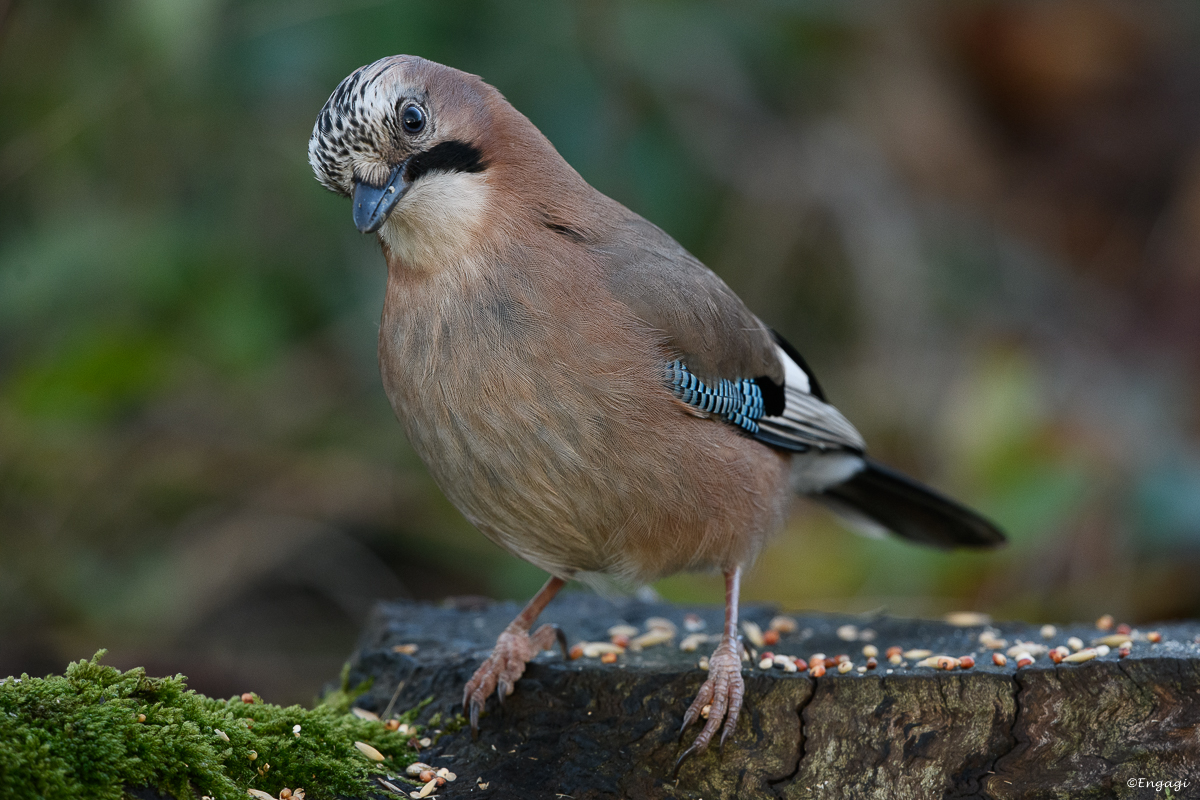 DSC_7926.jpg