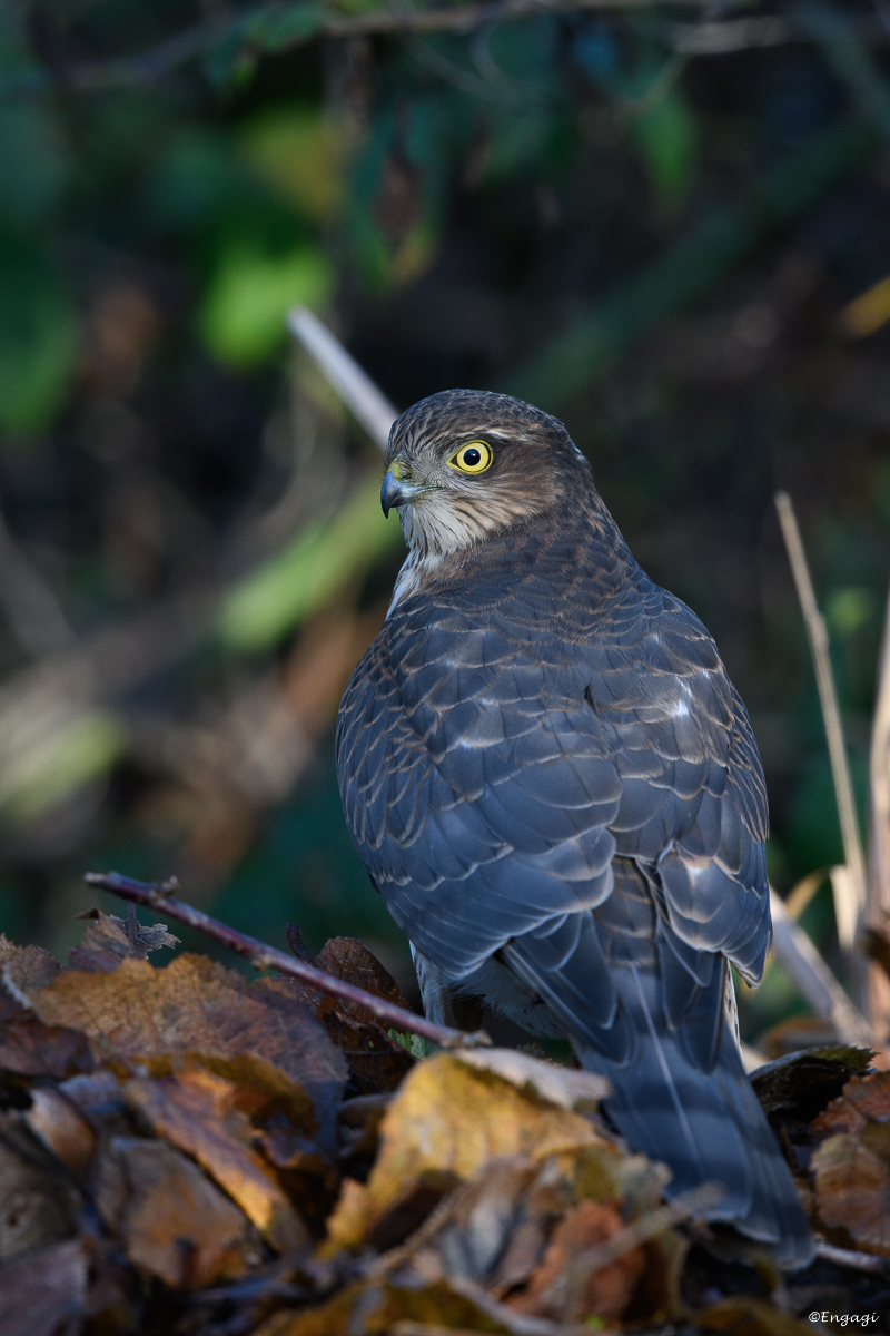 DSC_7873.jpg