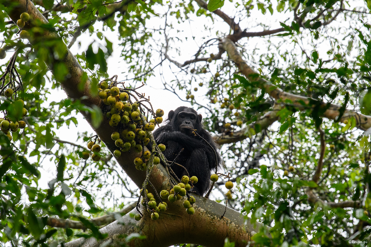 Uganda%200823.jpg