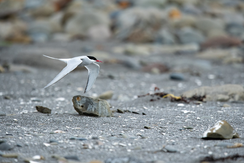 DSC_8594-XL.jpg
