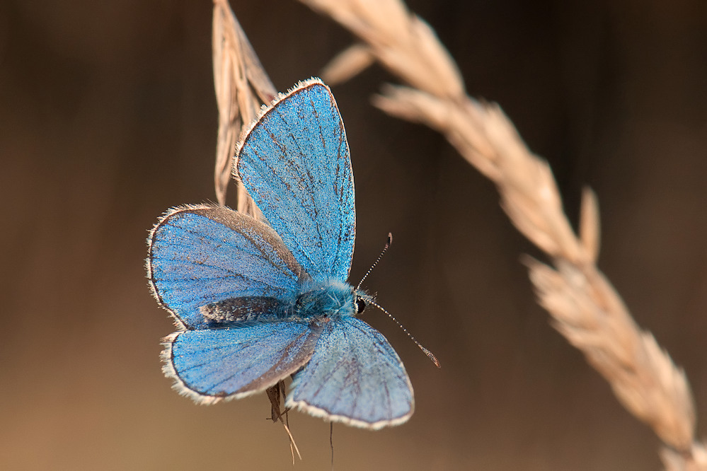 bellargus3.jpg