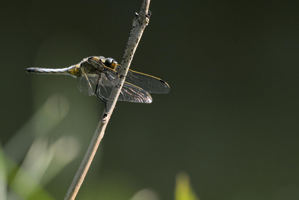 22581071sn.jpg