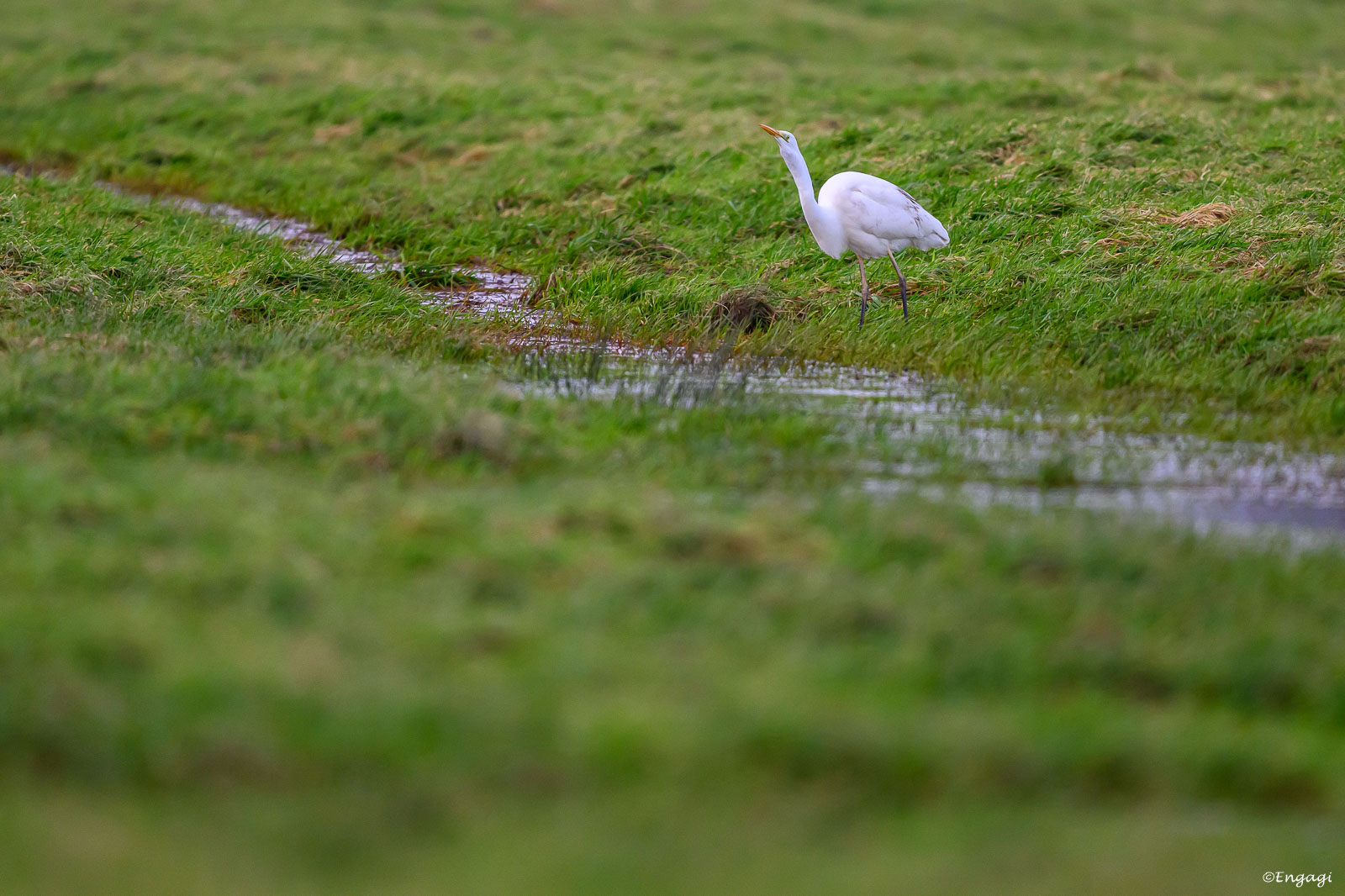 DSC_5256.jpg